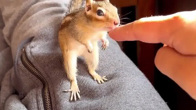 小松鼠可乖可乖了！摸摸头