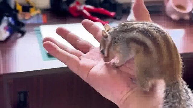 小松鼠普洱的早晨运动，跑跑跑