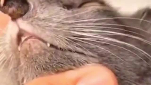 救援人员救助小松鼠和猫咪