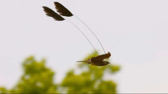 旗翼夜鹰：谁还没有两把刷子呢？