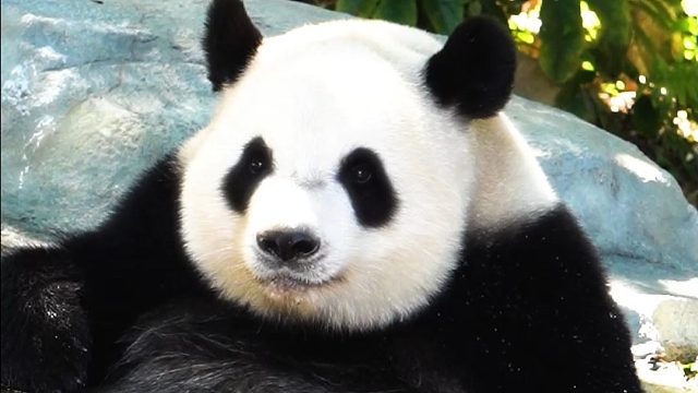 我们的国宝端庄又不失大气