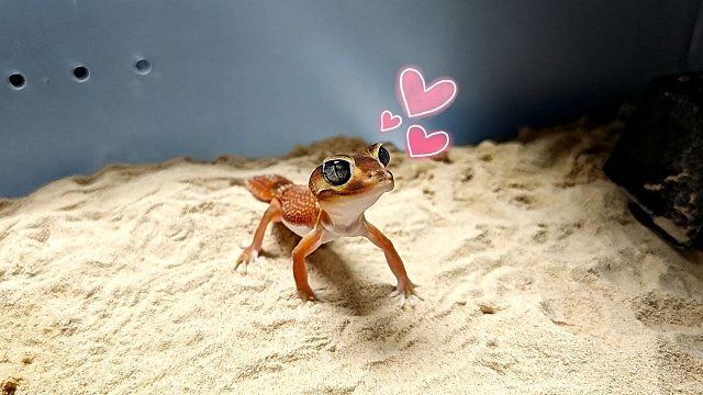 他好像知道自己非常的可爱！