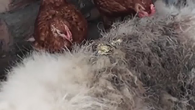 果然爱会让血肉重新生长