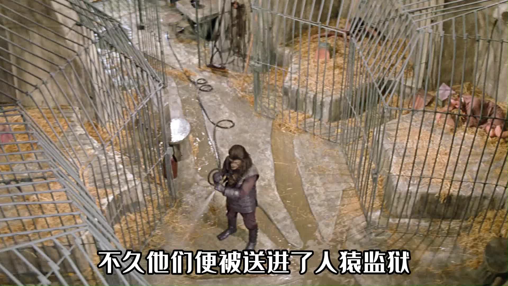 完丨谁能想到2000年后的地球，人类居然沦为了猿族的玩物