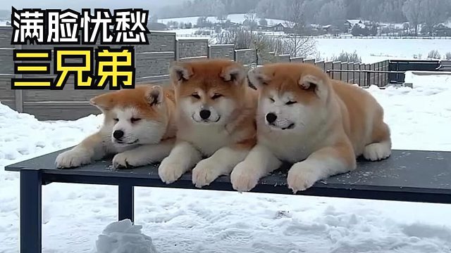 那些让人心情愉悦的动物视频!