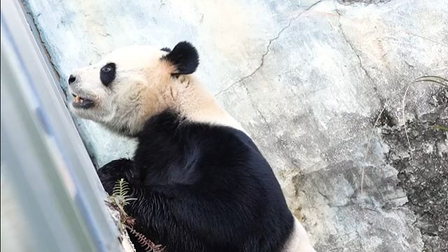 跟漂亮姨姨贴贴后，好像恋爱了一样