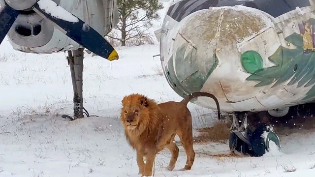 狮王“奇克”在大雪中巡视领地！