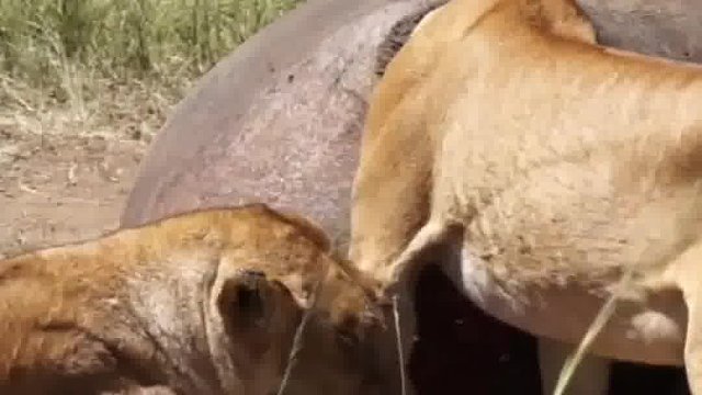 贪吃的母狮被卡在了河马肚皮里