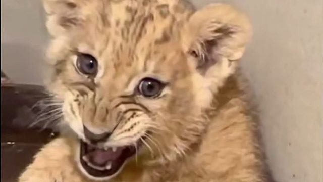 超凶小狮子：给我点面子！