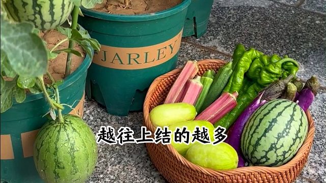 西瓜不用外边买，花盆就能种出来
