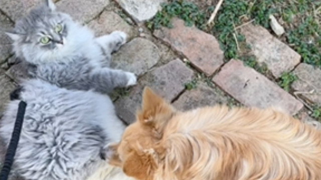 今天风那么大小猫还想出去玩