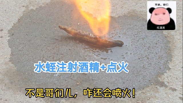 给水蛭注射酒精加点火会怎么样呢？