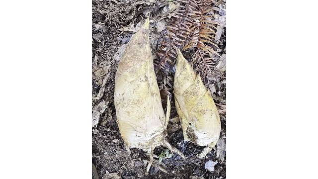 春天的味道 黄泥拱