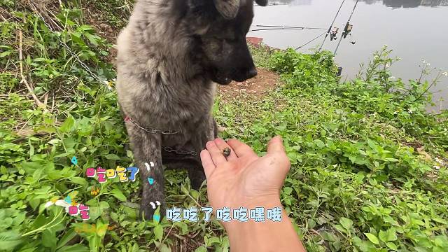 四处流窜鱼口依旧如此迷人