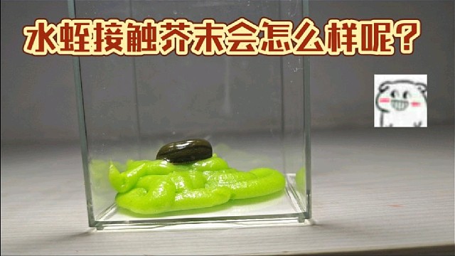 水蛭接触芥末会怎么样呢？