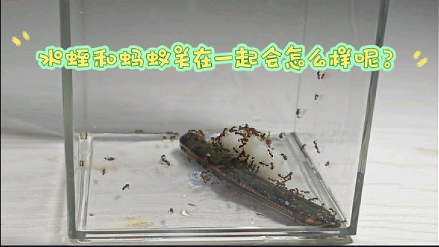 水蛭和蚂蚁关在一起会怎么样呢？