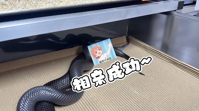 成了！成了！这一次蛇蛇终于相亲成功了！