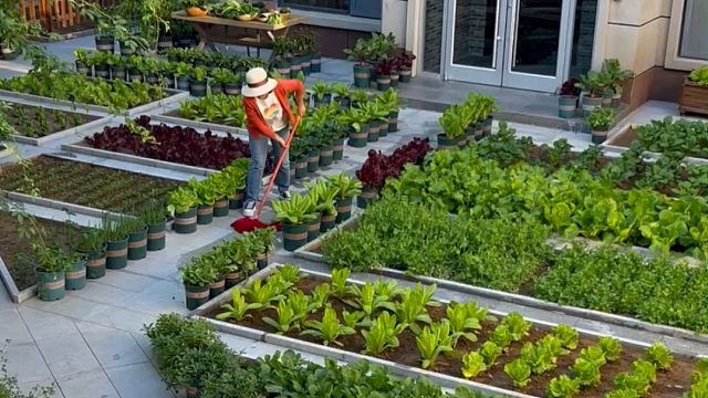 就喜欢把菜园打理的干干净净