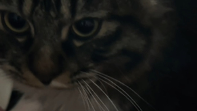 曾经不让人碰的小猫现在也会来撒娇求摸摸了