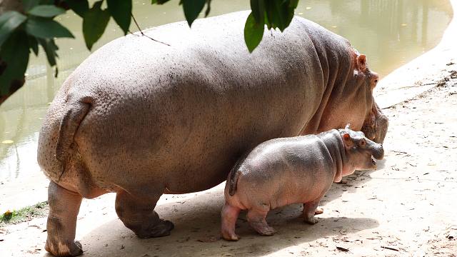 妈妈的小跟屁虫上线