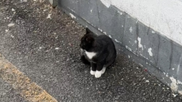 一年前，我的小猫选中了我