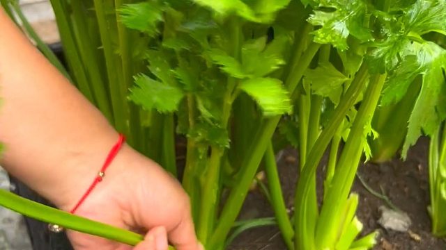 家里种几棵芹菜能够采收很多茬#芹菜