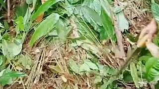 抓捕巨物
