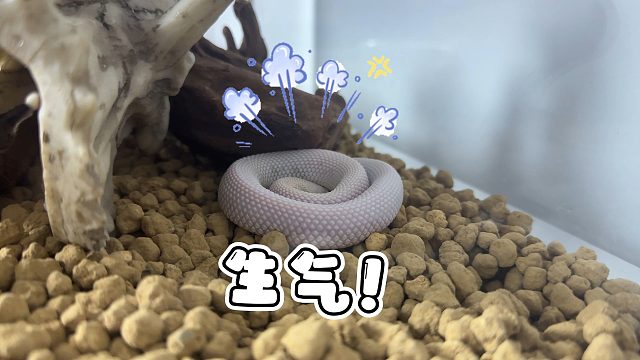 原来宠物蛇也会被惯出公主病！