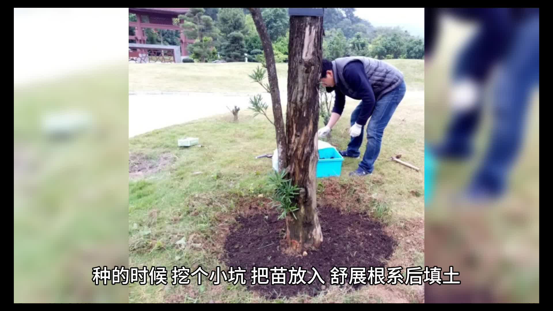 阳春三月，种甜蜜草莓