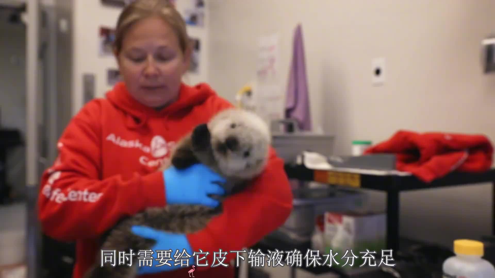 海獭的一生几乎都生活在水里