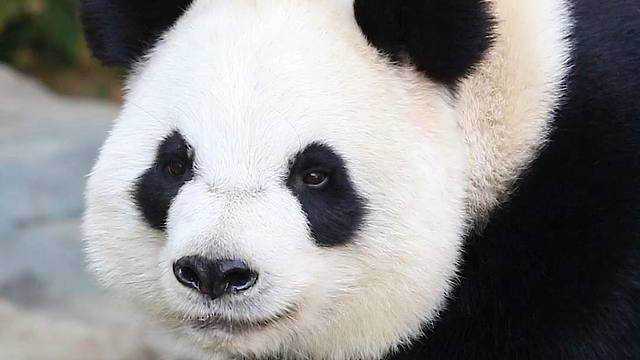 请选择你的天气国宝