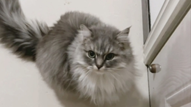 小猫每次奔向我都是牟足了劲的