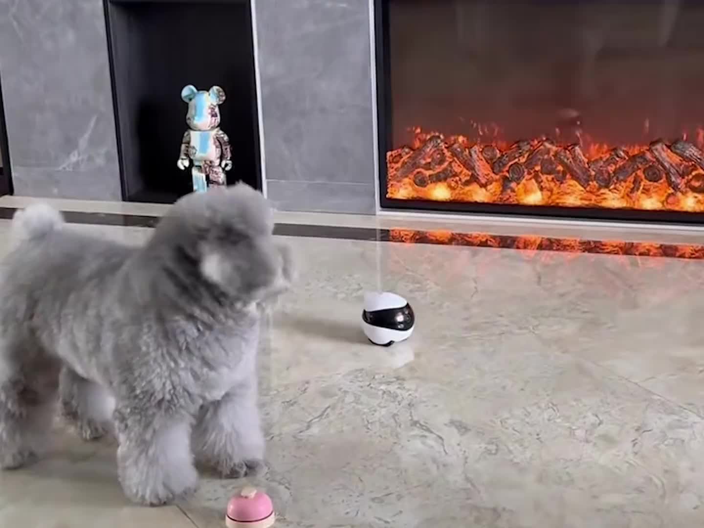 狗子能有多记仇