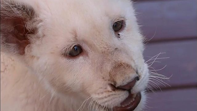 捕捉到一只胆小灵感菇