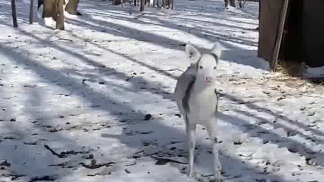 狗子？羊羊？其实它是一只小鹿。