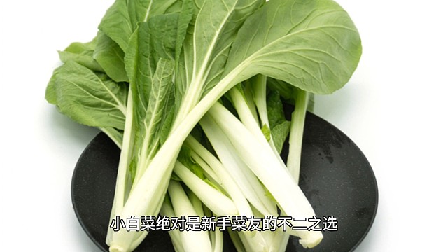 春日必种蔬菜：小白菜