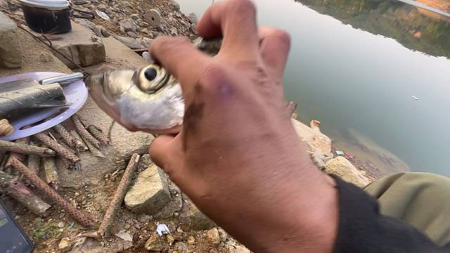 吃了一只大白条