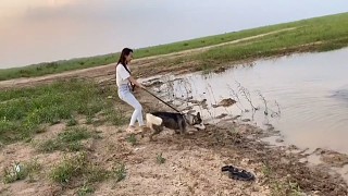 狗子：我堂堂雪橇犬就算沒有雪橇我一樣拉的動你[捂臉][捂臉][捂臉]