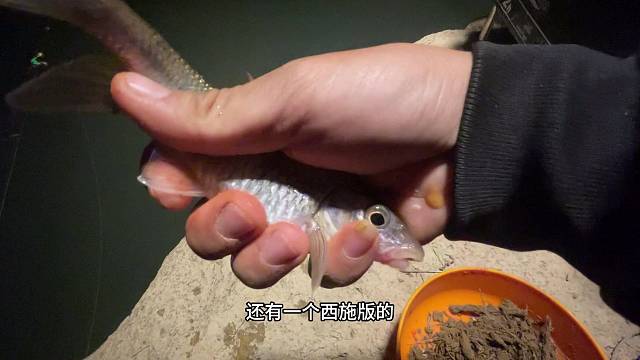 这两天都去哪里钓鱼了