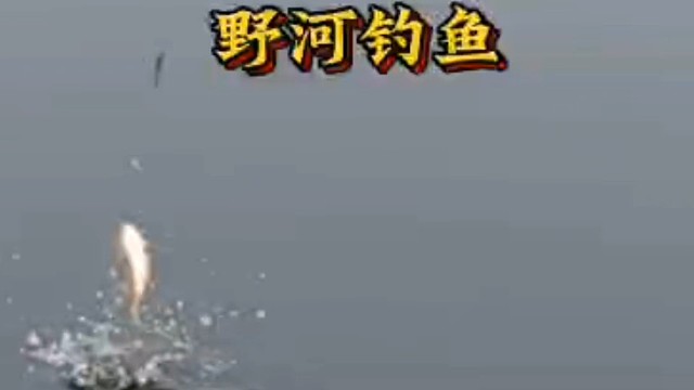 野钓鲫鱼