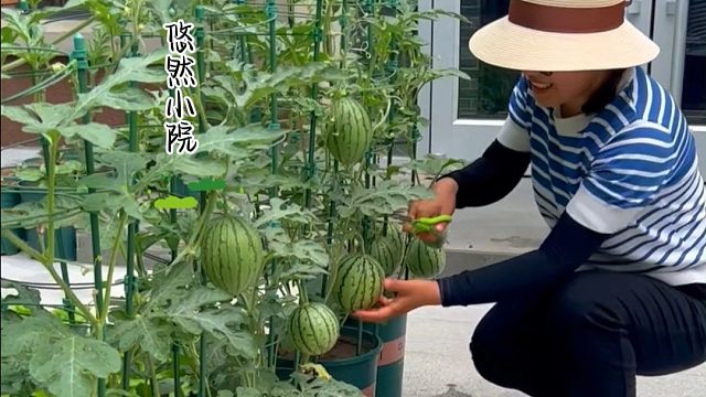 西瓜不用外边买，花盆种能种出来