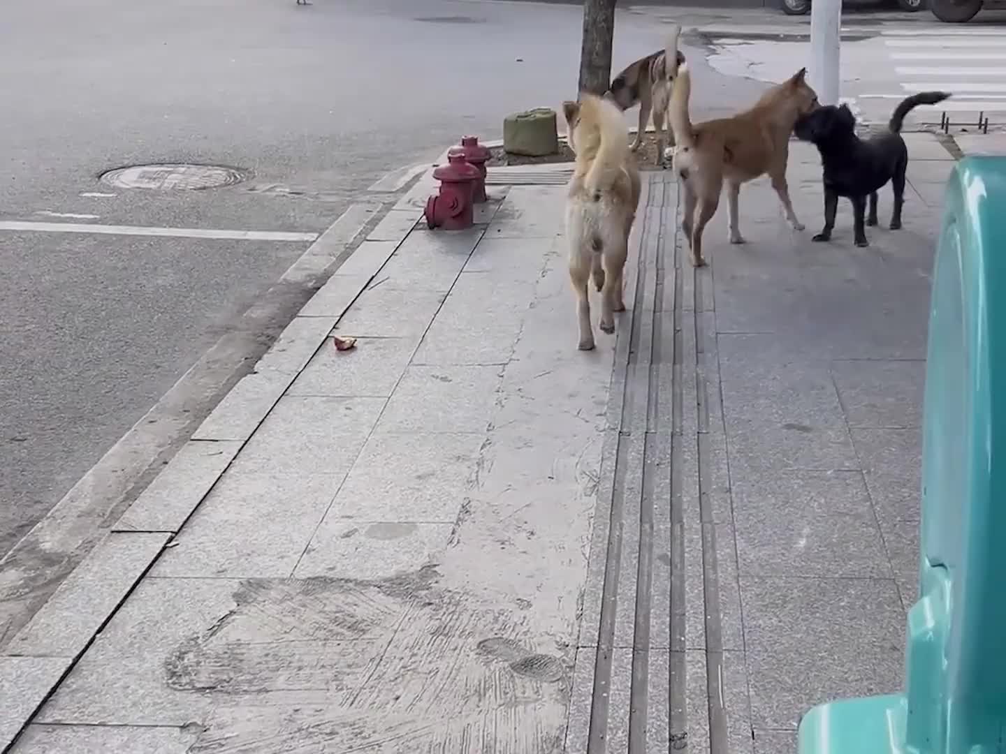 在外面遇上自己的狗，为啥要假装不认识？