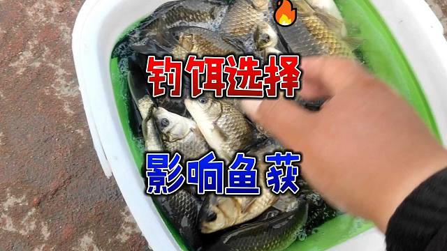 春钓草滩鱼获差距大，有人连竿有人空军，有时候就是钓饵没选对！