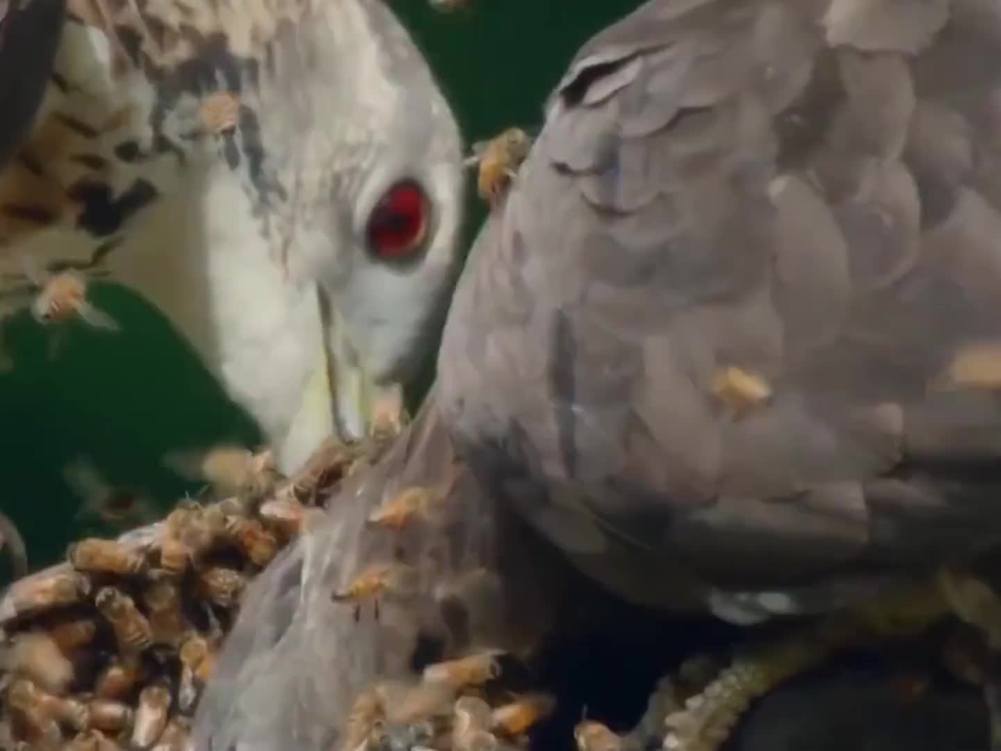 蜜蜂界的头号天敌，凤头蜂鹰