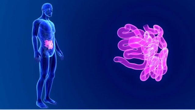 吃完就拉？肠胃可能需要它了