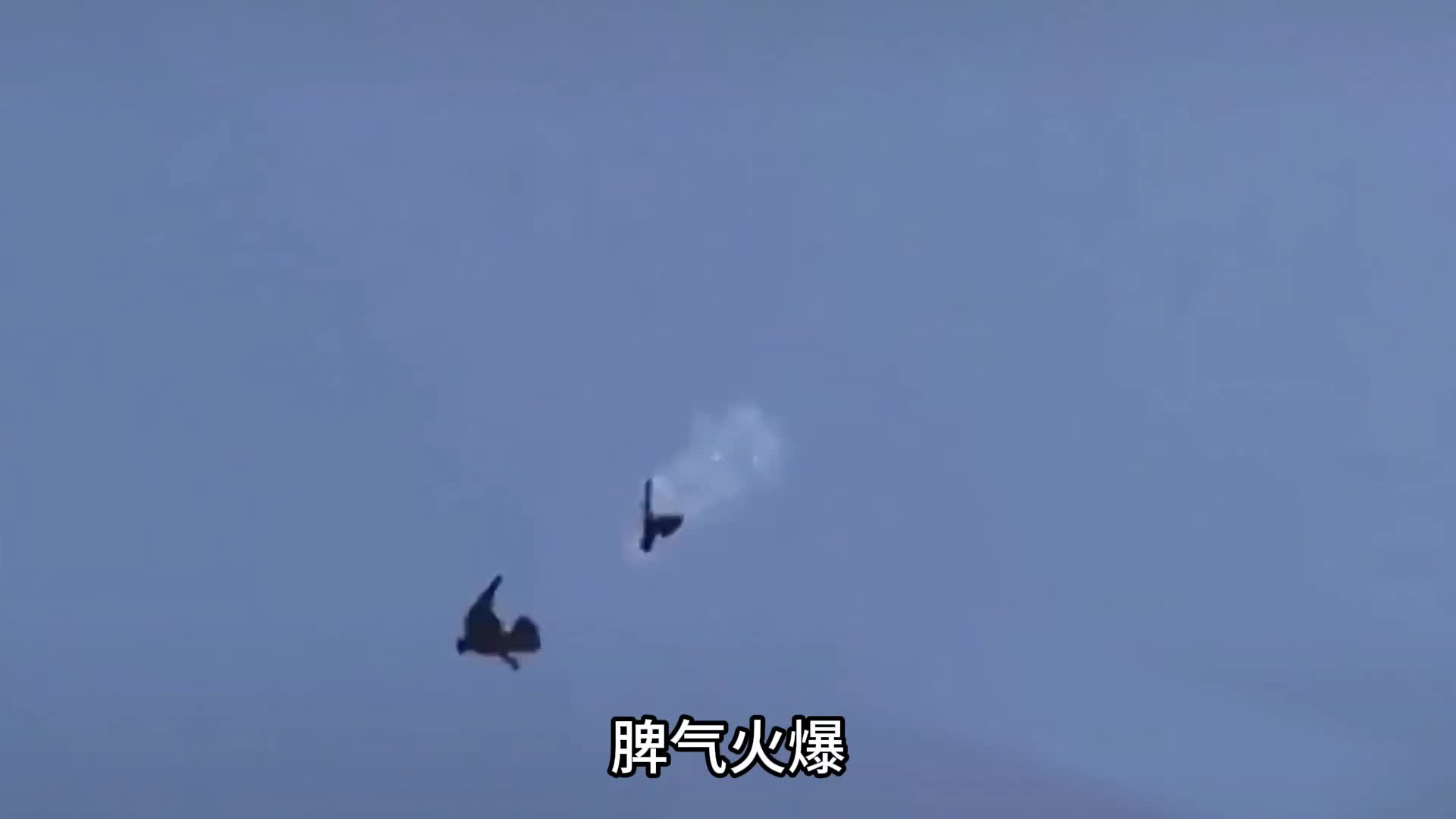 空中霸主游隼完美诠释天下武功唯快不破