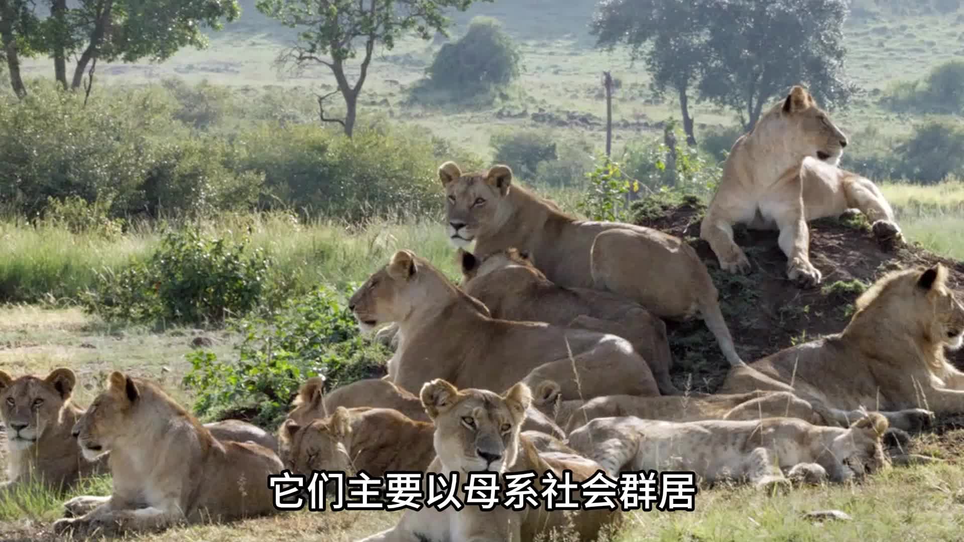 草原之王的狮子，叫声撼天动地