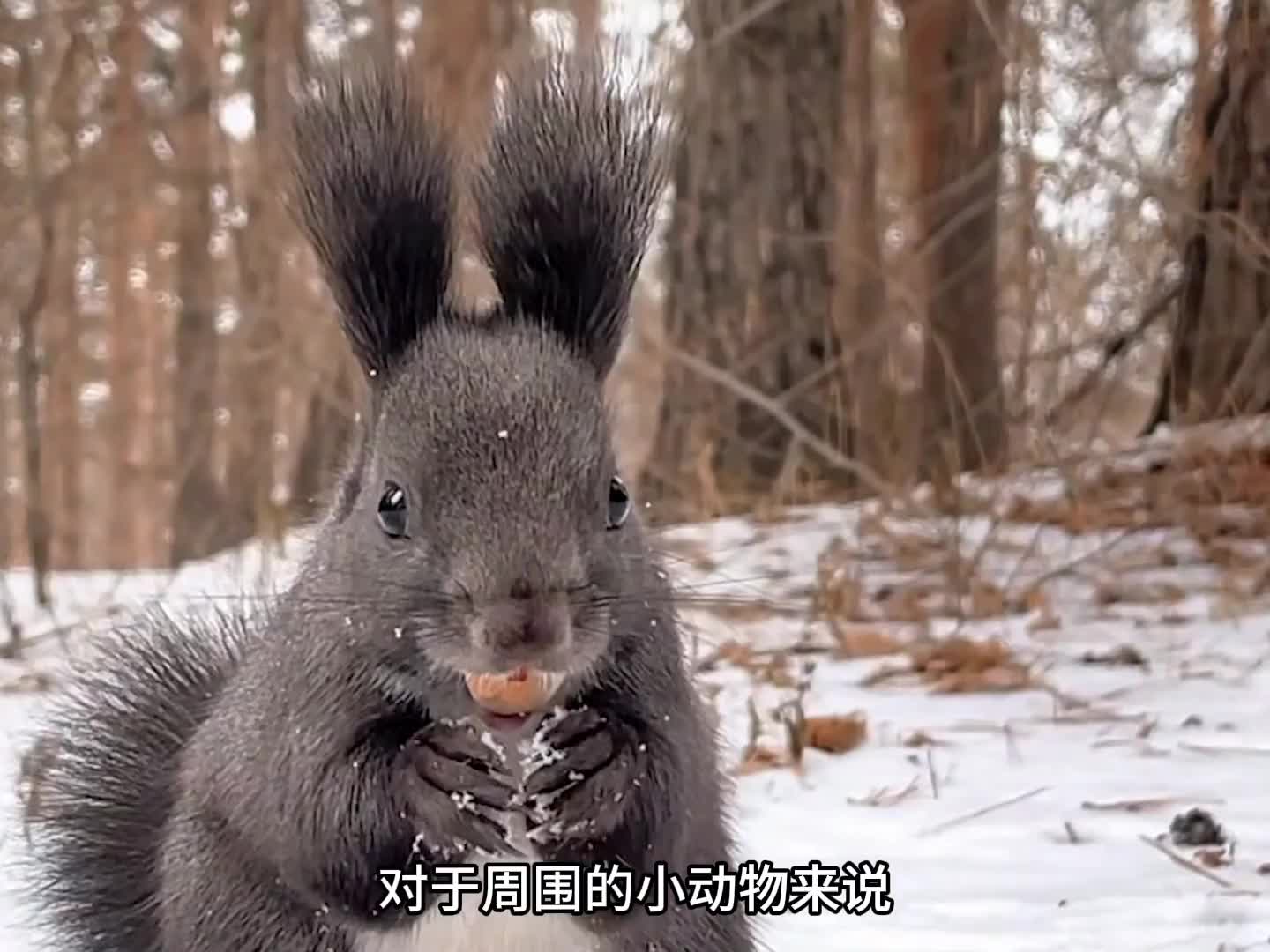 虎啸的威力有多恐怖，猛虎咆哮震山林