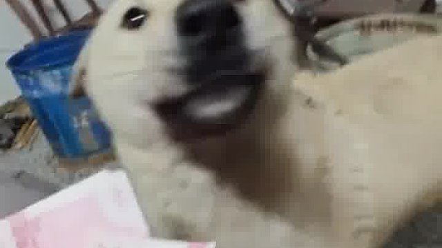 狗子爱财，取之有道