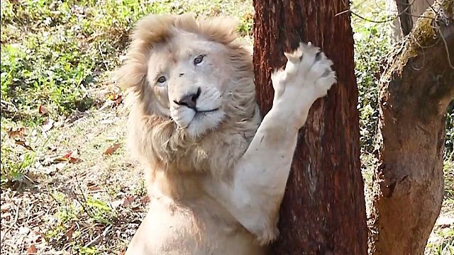 它好像看着不太聪明的亚子